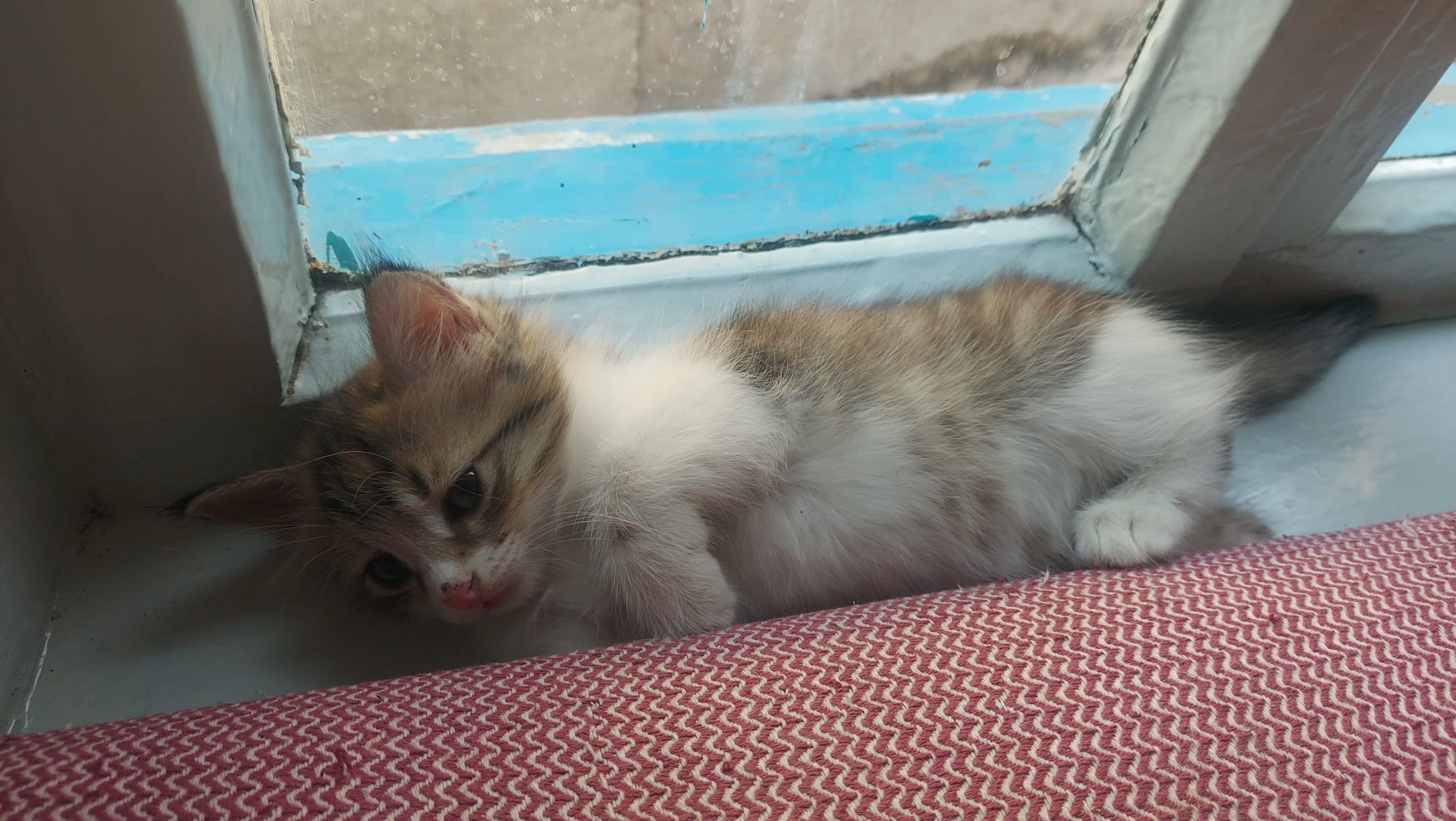 Отдам котят заботливым людям