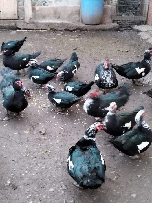 Rate leșești și gâște românești