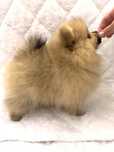 Mascul Pomeranian, pedigree FCI