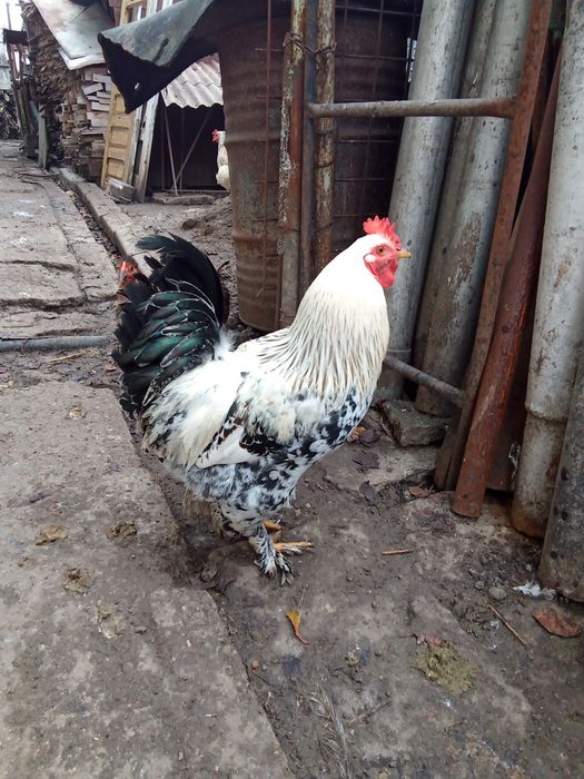 Cocos brahma de anul acesta