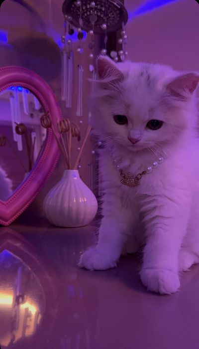 Продается котёнок