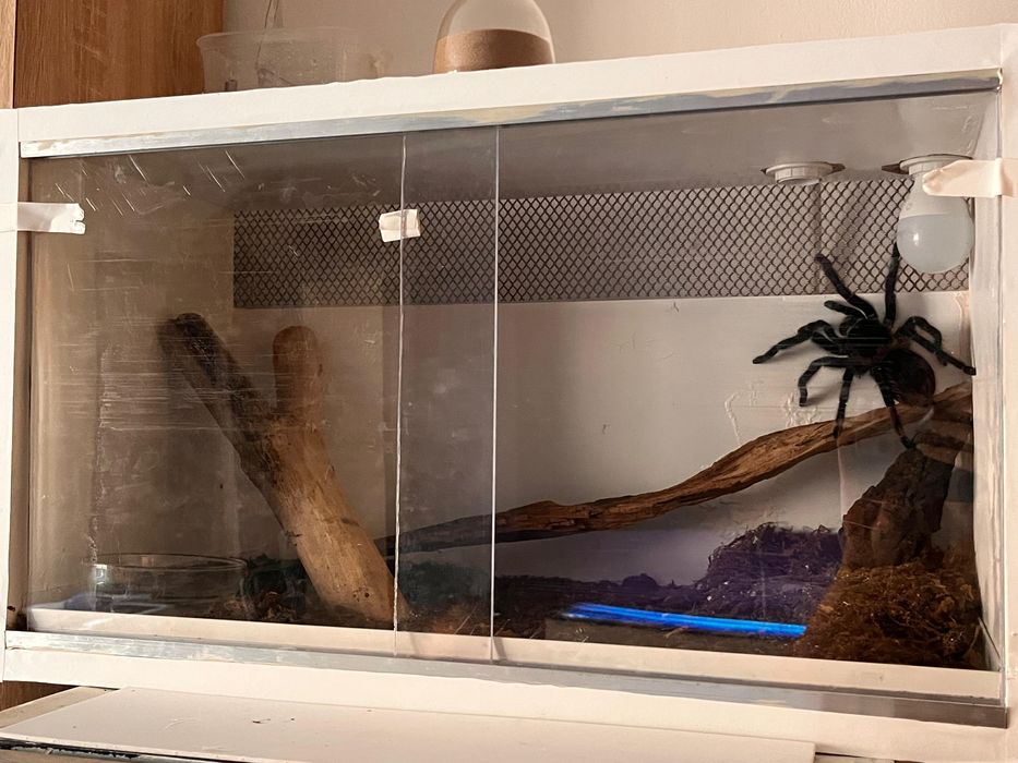 Vand tarantula lasiodora parahybana