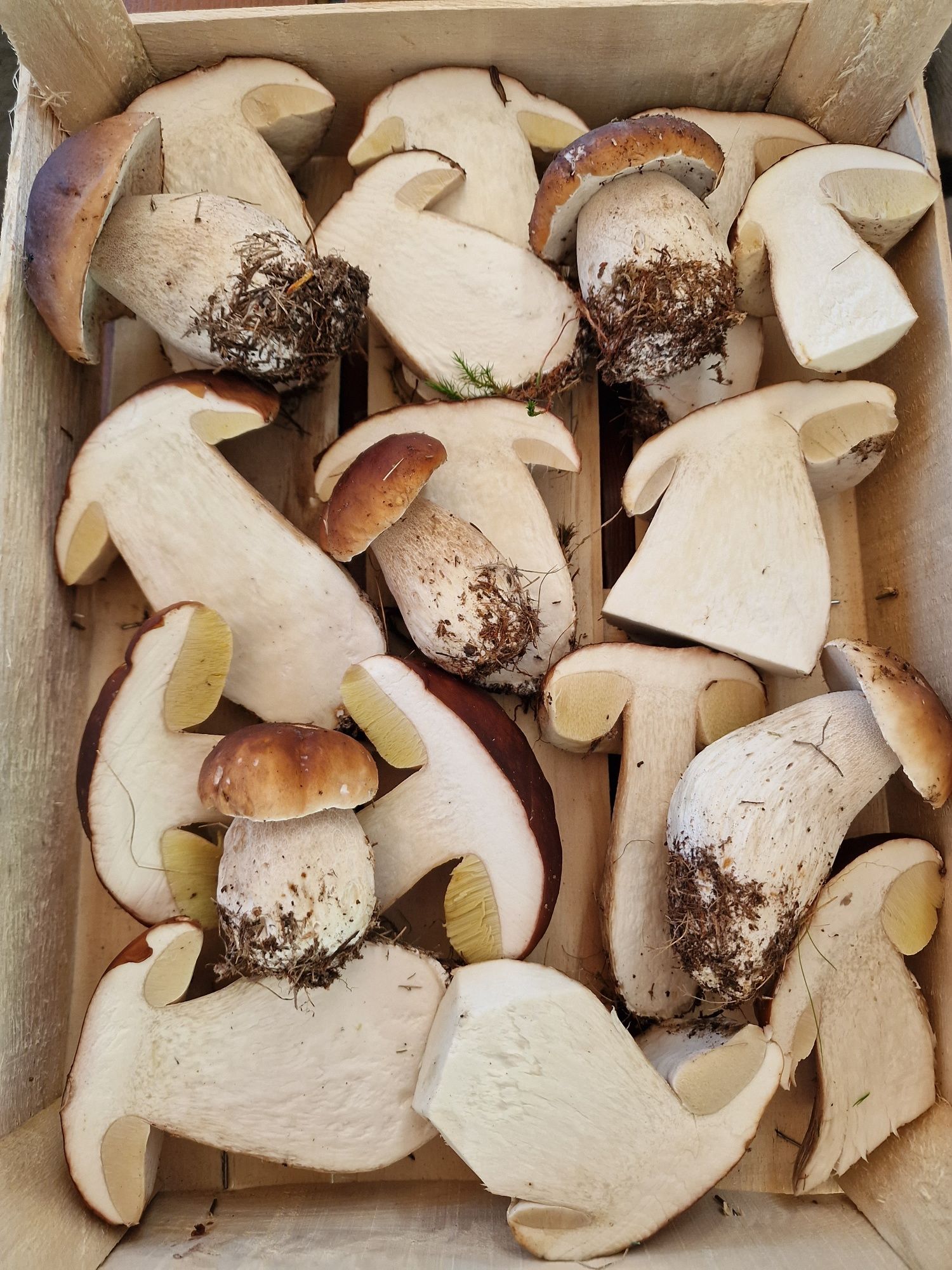 Hribi calitate extra ( funghi porcini, ciuperci de padure )