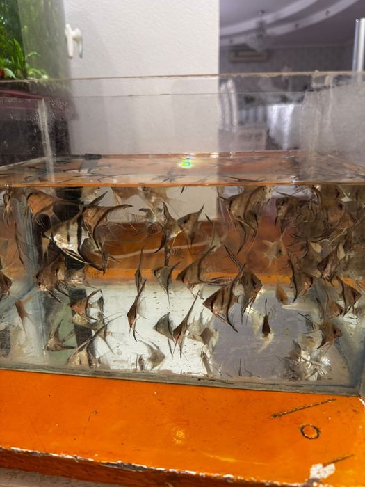 Продаются красивые домашние скалярии..