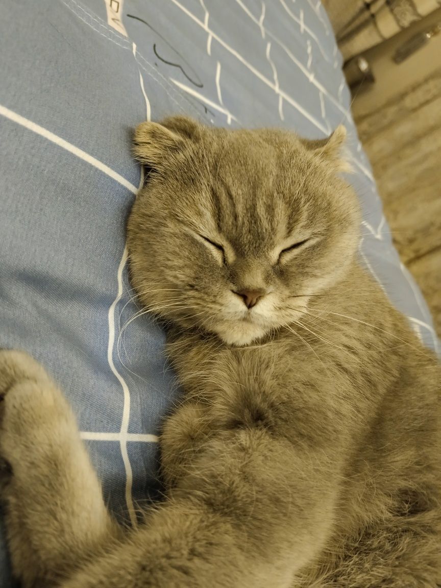 продам кошку породой Скоттиш фолд