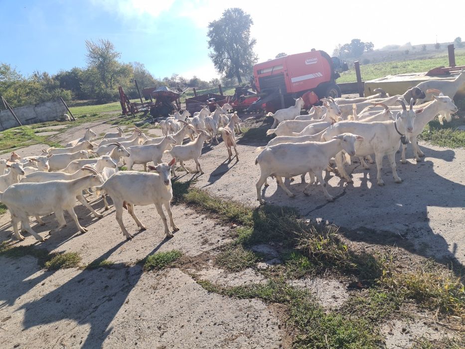 Capre sannen de vanzare