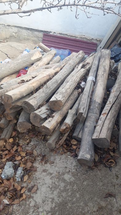 Ótin sotiladi tol daraxt