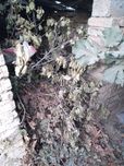 Ӯтин бепул берилади/ Драва бесплатно отдам