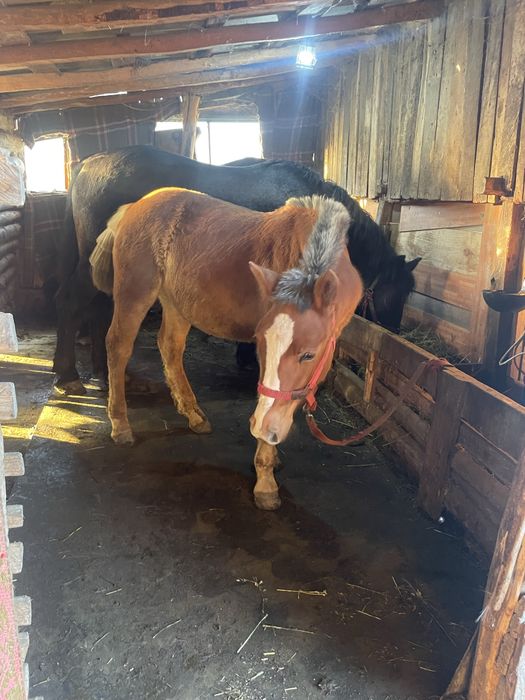 Manză blonda de vanzare