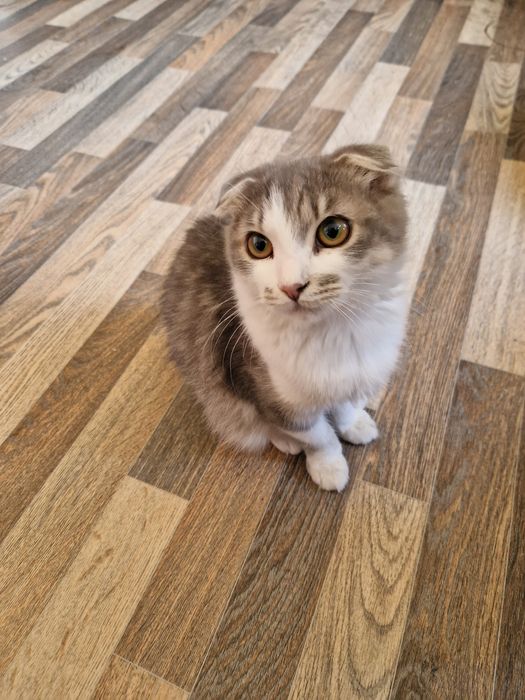 Кот вислоухий 2,5мес