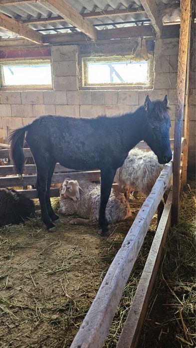 Жабағы сатамын кенже туған