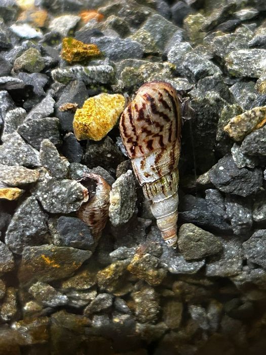 Moss acvariu , Melanoides tuberculata