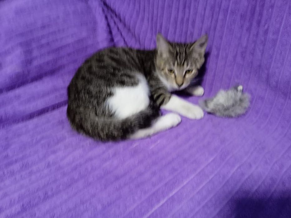 Молодой парнишка ищет дом!