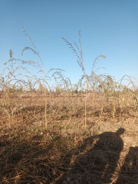 Мажнунтол кучатлари сотилади