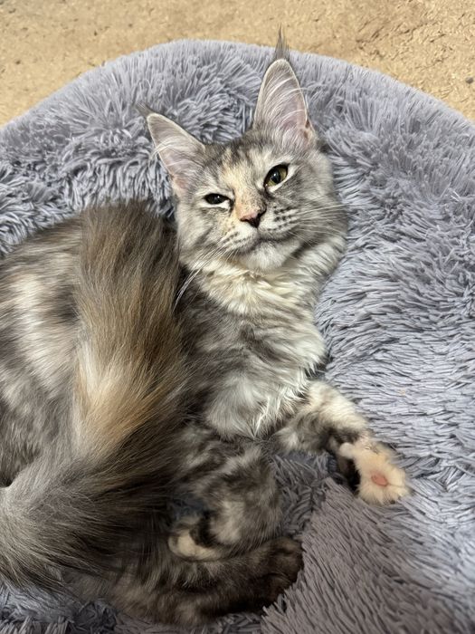 Мейн-кун девочка