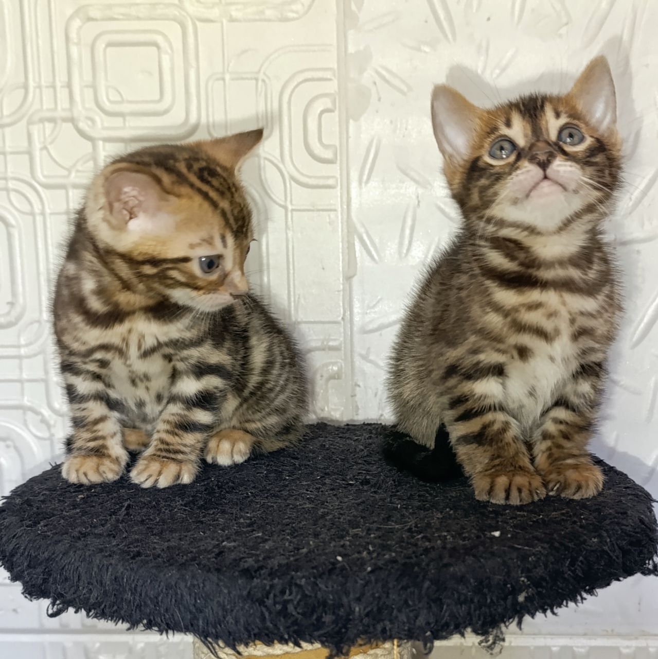 Продаются Бенгальские котята