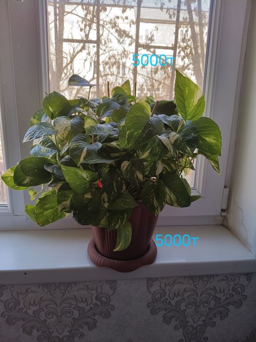 Продам не дорога Цветь в гаршке дамашни