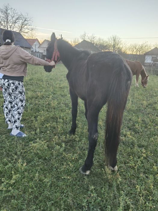 Vând cal negru de 10 ani mai multe detalii la telefon