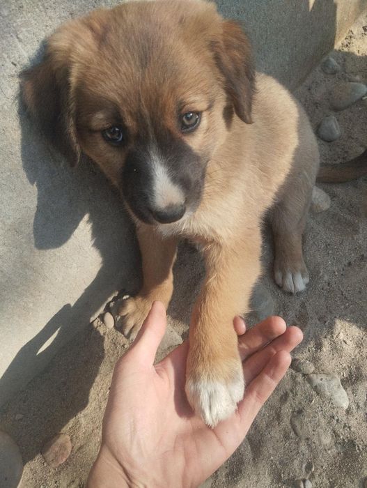 1 hafraga kafolat beradi