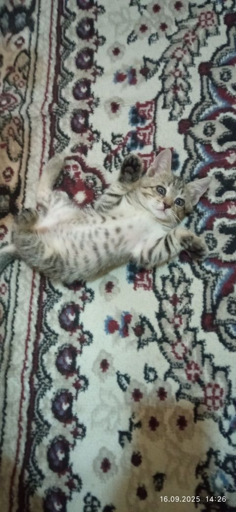 Домашние котята Uy mushukchalari