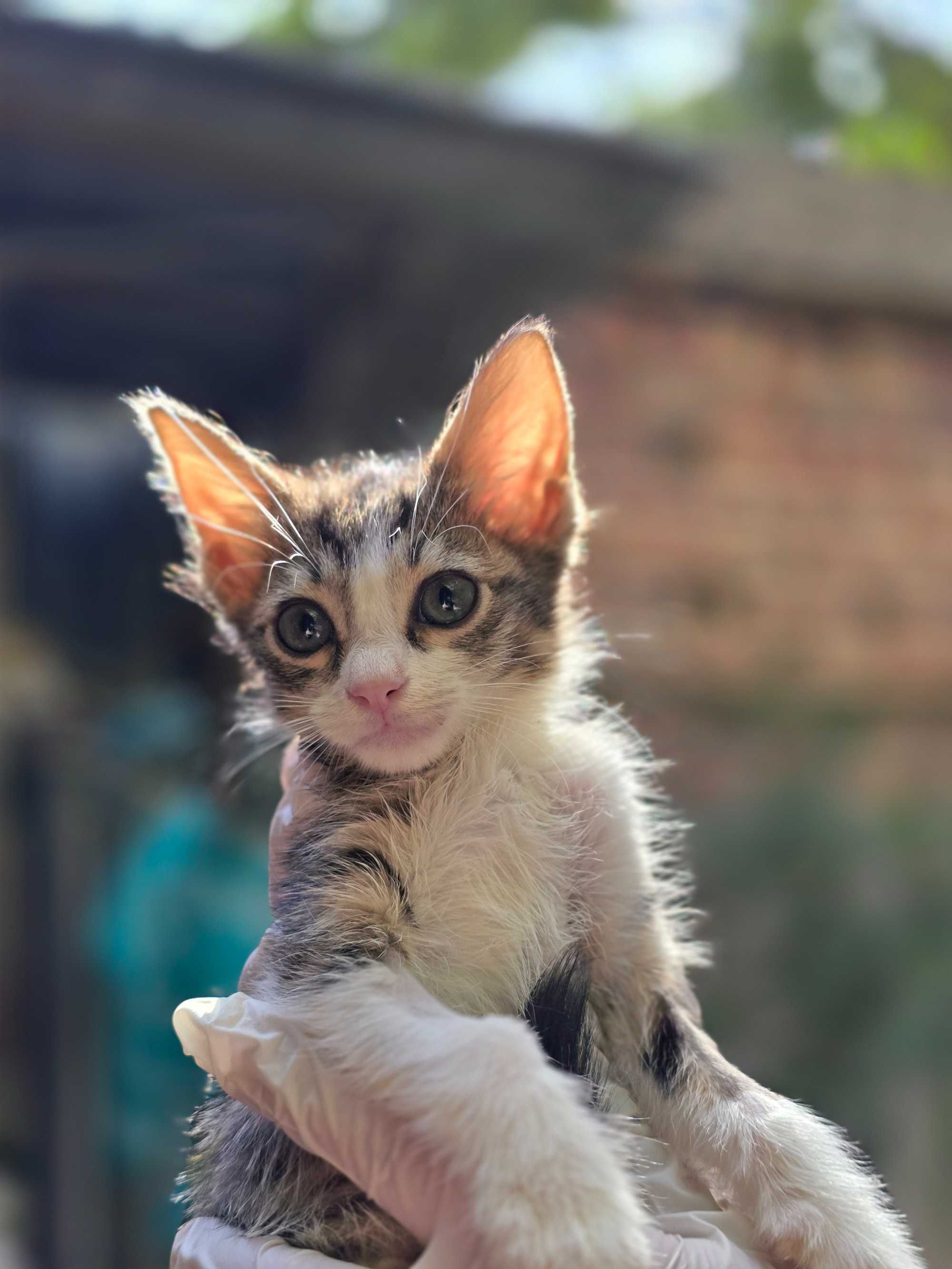 Котята, 1-2 месяца