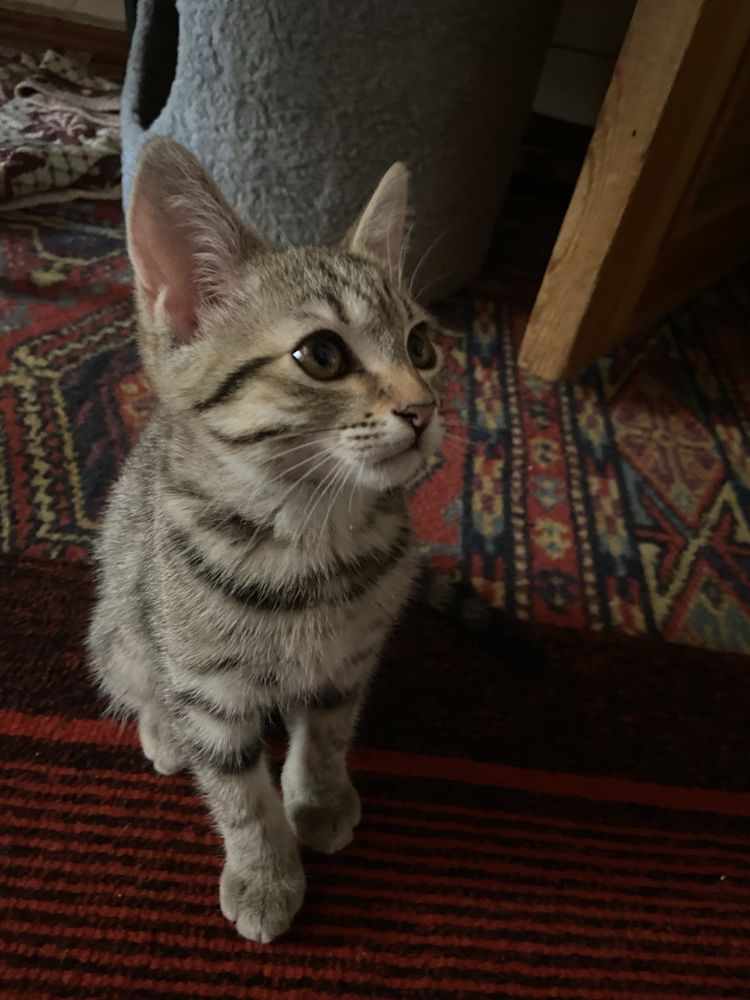 Продаются шотландские котята