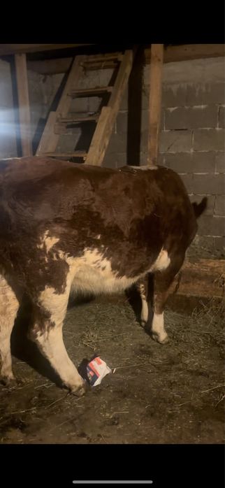 De vanzare baltata germana gestanta 4 luni