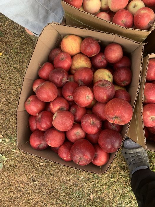 Грех орехи оптом и розницу