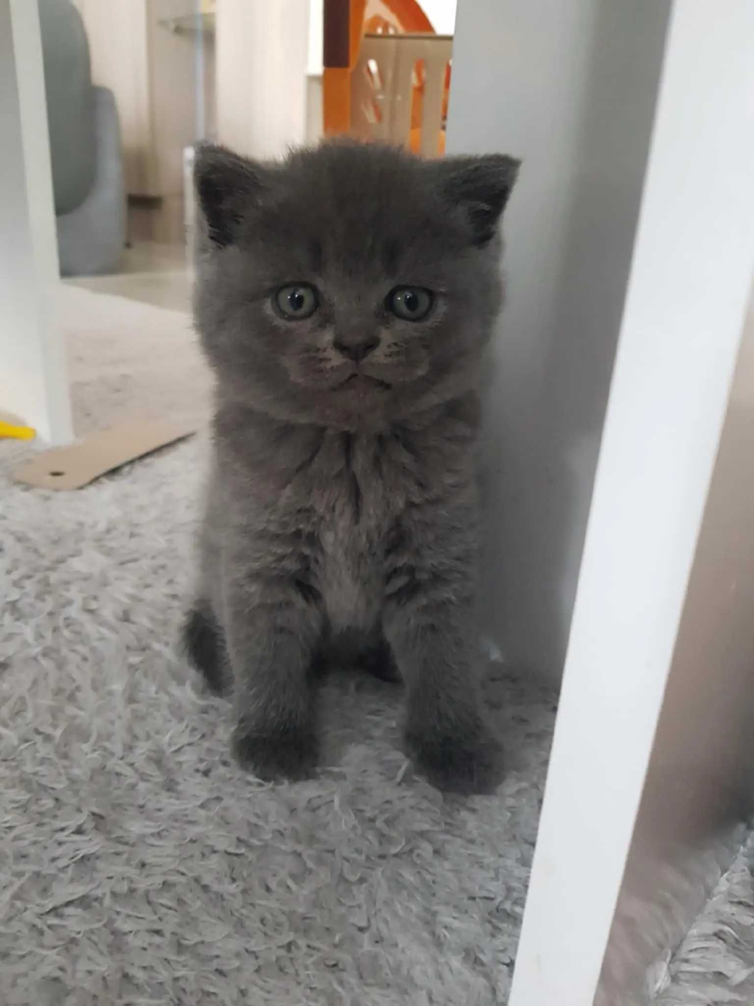 Шотландски клепоухи и правоухи котенца