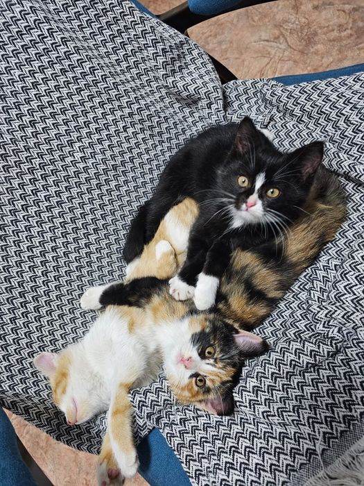 Отдам котят в хорошие руки