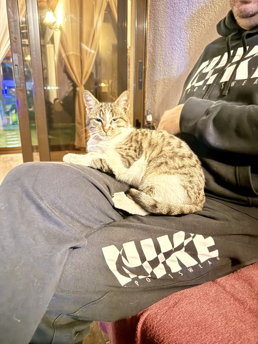 Motănel iubăreț caută o familie pentru totdeauna