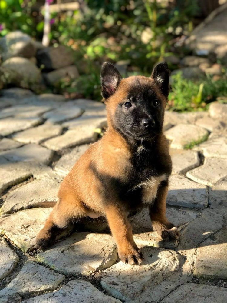 Ciobanesc Belgian malinois pui