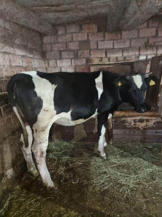 Juninca holstein