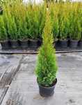Plante Ornamentale Calitate Superioara, Transport in toata tara