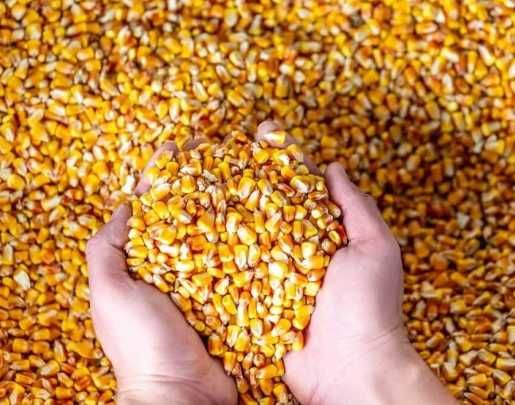 Porumb Boabe 2025 IRIGAT