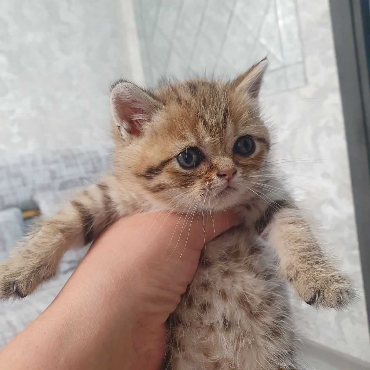 Британская шиншила