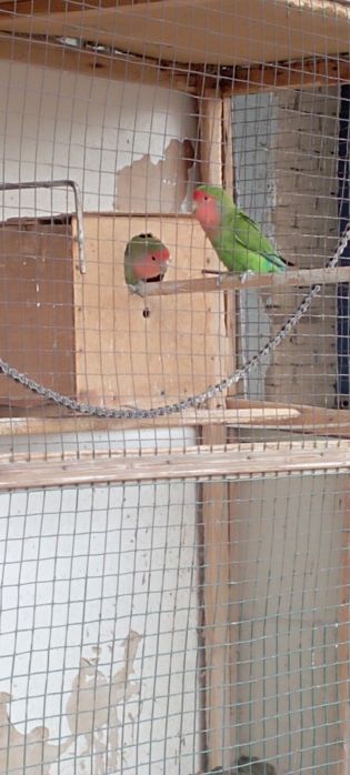 Сотилади.Неразлущка.Нархи пара 400000 сум