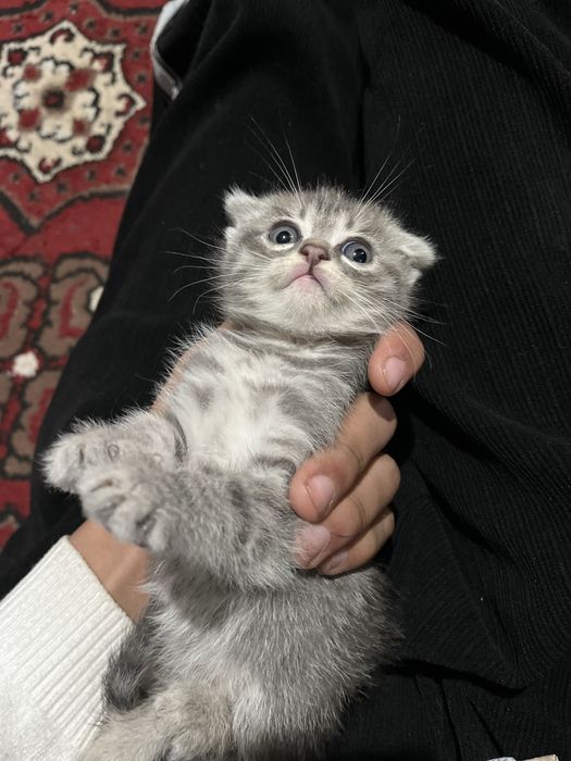 Pishik syaminsky sutdan chiqgan puli qelishiladi xorazm urganch mushuk