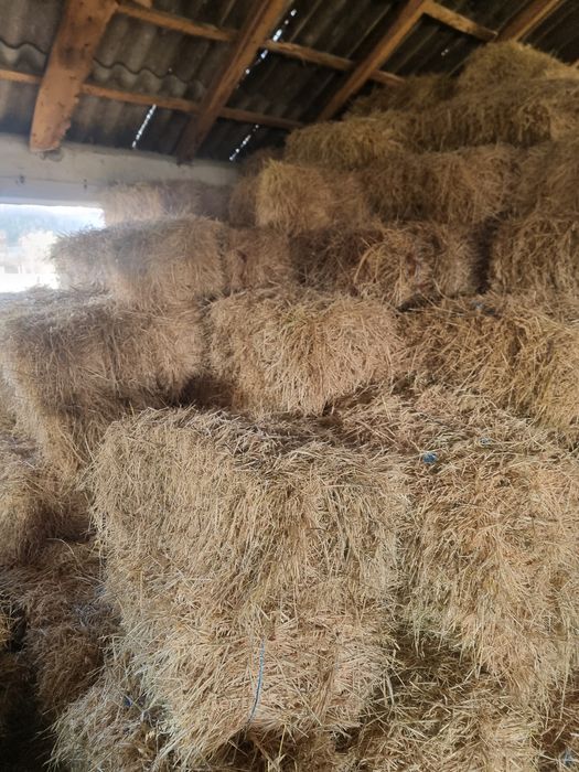 Vând baloti de ovăz verde