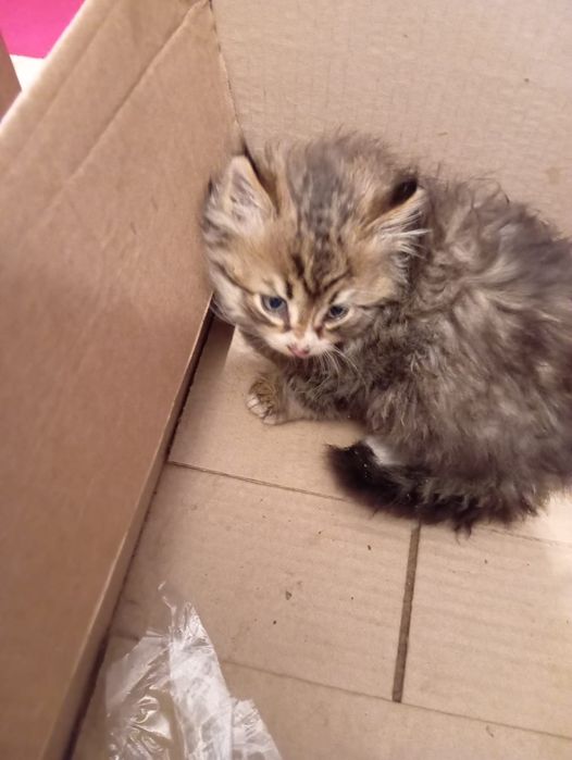 Котята ищут дом . Пушистые и красивые