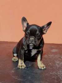 Bulldog Francez  black and tan