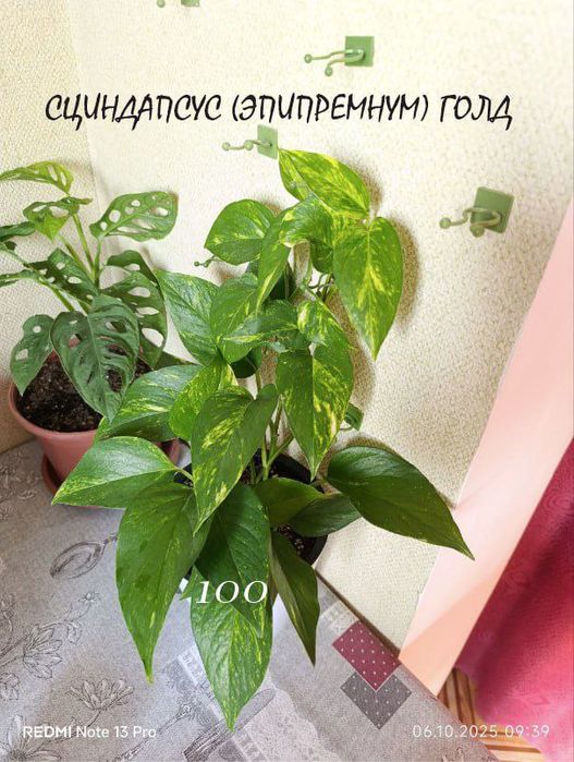 Домашние, комнатные цветы ухоженные ,здоровые