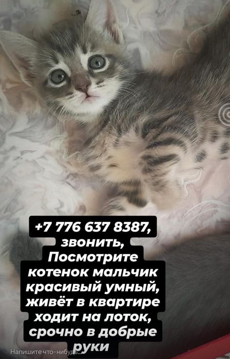 Отдам котенка в добрые руки