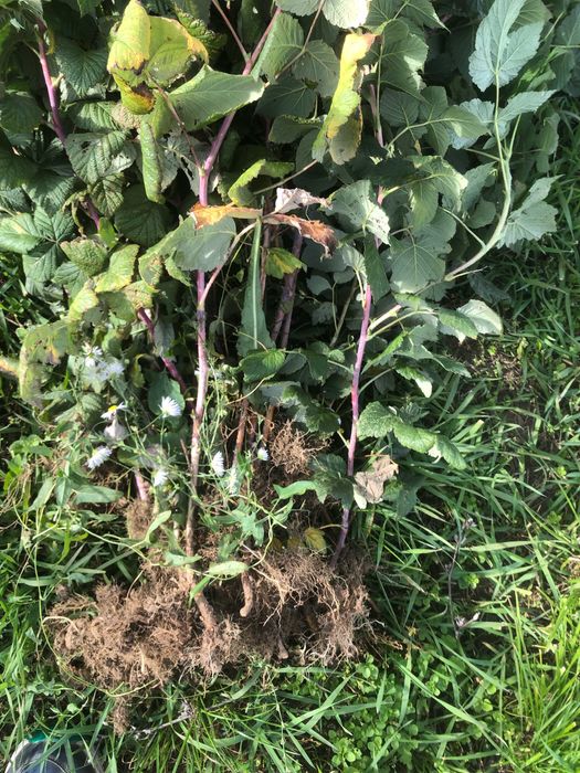 de vanzare butase de zmeura fertodi zamatos