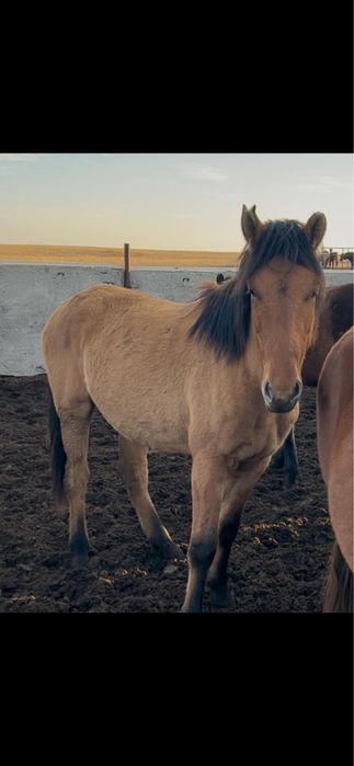 Мз құнан сатылады