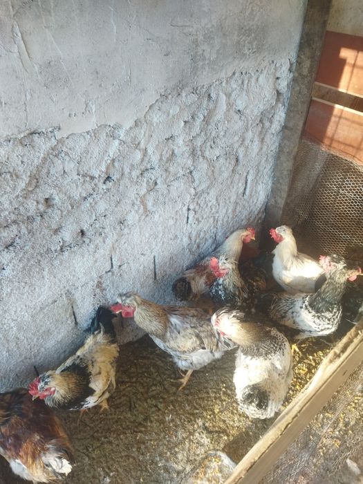 cocoși și găini.