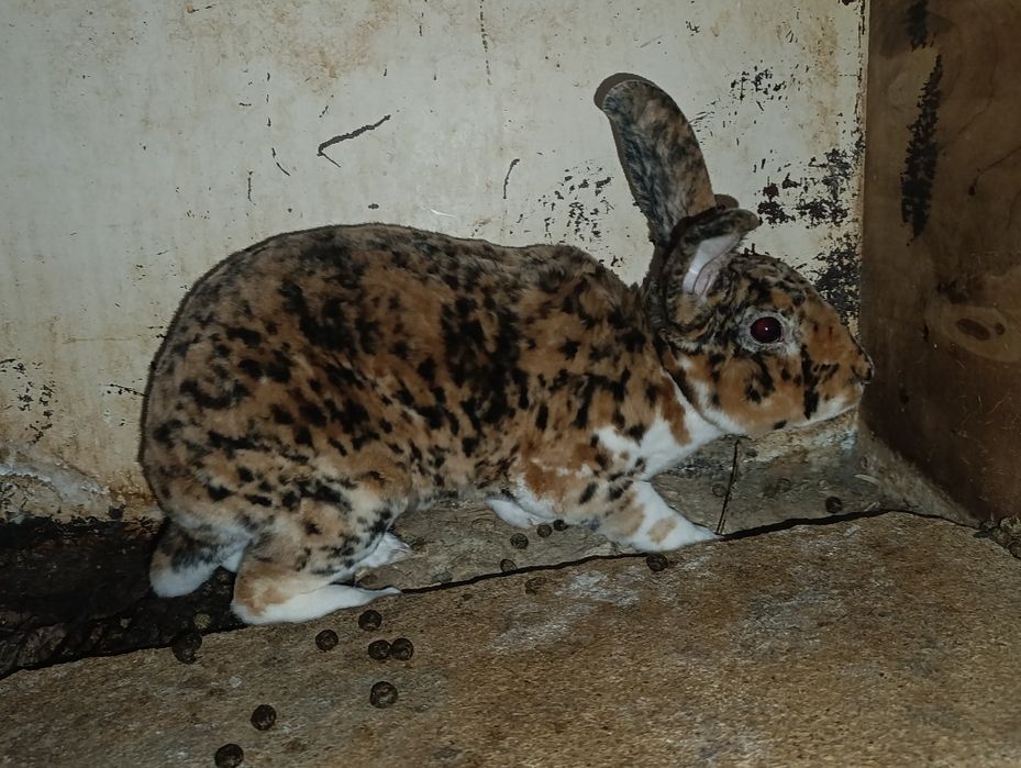 Rex gepard quyon samets