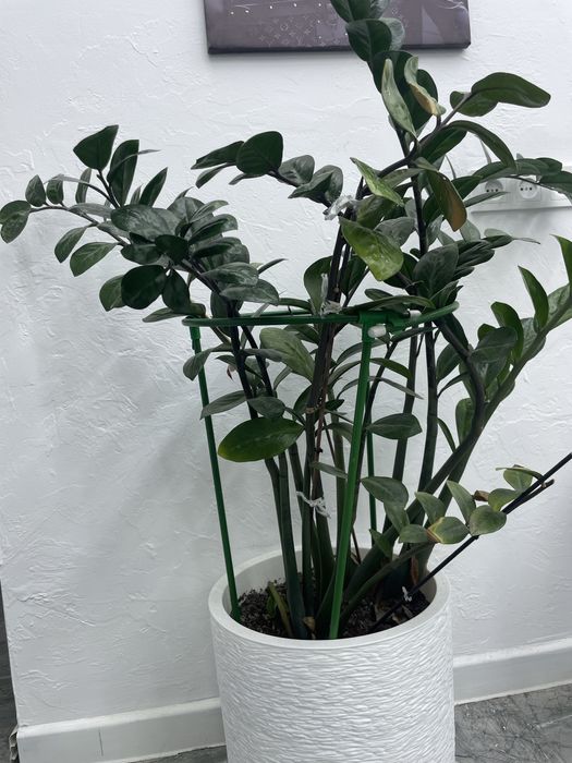 Цветы декоративное доллор! 80см