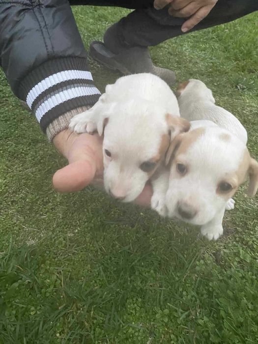 Джак Ръсел 2 Женски