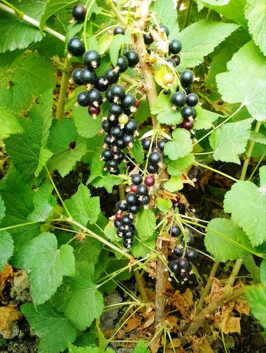 Бутасимон мевали ўсимликлар- Саженцы ягод